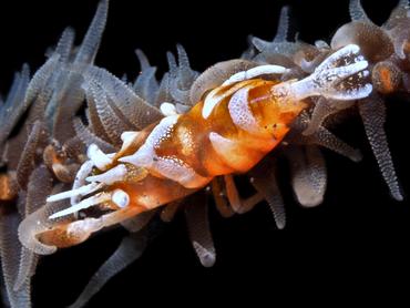 Zanzibar Whip Coral Shrimp - Dasycaris zanzibarica - Bali, Indonesia