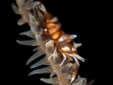 Zanzibar Whip Coral Shrimp - Dasycaris zanzibarica - Bali, Indonesia