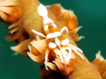 Zanzibar Whip Coral Shrimp - Dasycaris zanzibarica - Dumaguete, Philippines