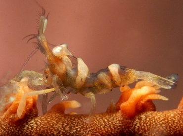 Zanzibar Whip Coral Shrimp - Dasycaris zanzibarica - Lembeh Strait, Indonesia