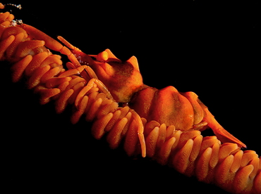 Zanzibar Whip Coral Shrimp - Dasycaris zanzibarica - Anilao, Philippines