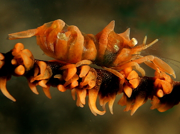 Zanzibar Whip Coral Shrimp - Dasycaris zanzibarica - Anilao, Philippines