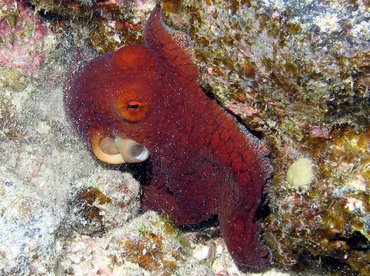 Day Octopus - Octopus cyanea - Big Island, Hawaii