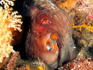 Day Octopus - Octopus cyanea - Bali, Indonesia