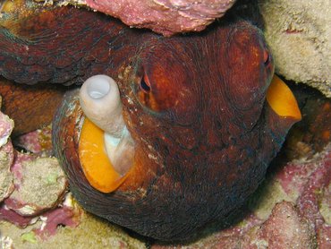Day Octopus - Octopus cyanea - Maui, Hawaii