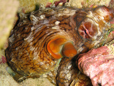 Day Octopus - Octopus cyanea - Maui, Hawaii