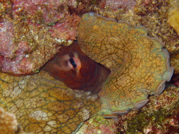 Day Octopus - Octopus cyanea - Lanai, Hawaii