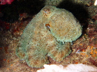 Day Octopus - Octopus cyanea - Fiji