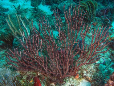 Deepwater Sea Fan - Iciligorgia schrammi - Palm Beach, Florida