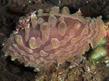 Lumpy Dendrodoris - Dendrodoris carbunculosa - Bali, Indonesia