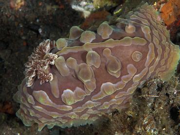 Lumpy Dendrodoris - Dendrodoris carbunculosa - Bali, Indonesia