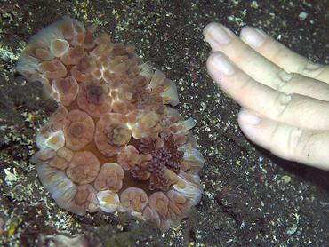 Lumpy Dendrodoris - Dendrodoris carbunculosa - Bali, Indonesia