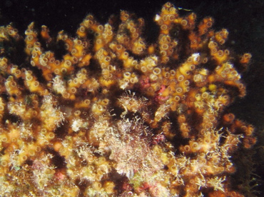 Diffuse Ivory Bush Coral - Oculina diffusa - Key Largo, Florida