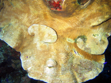 Dimpled Sheet Coral - Agaricia grahamae - Turks and Caicos