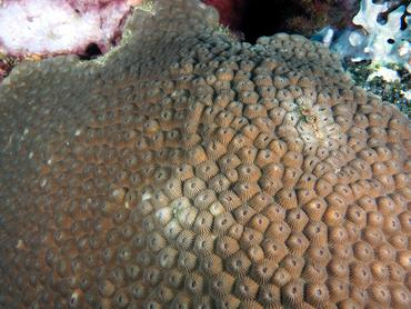 Diploastrea heliopora - Diploastrea heliopora - Komodo, Indonesia