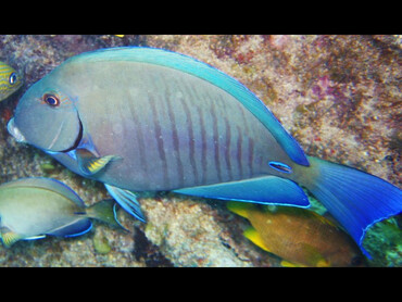 Doctorfish - Acanthurus chirurgus - Key Largo, Florida