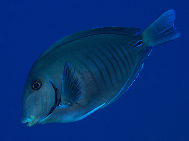 Doctorfish - Acanthurus chirurgus - Cozumel, Mexico