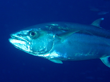 Dogtooth tuna - Gymnosarda unicolor - Palau