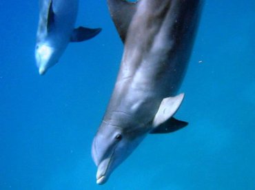 Bottlenose Dolphin - Tursiops truncatus - Bimini, Bahamas