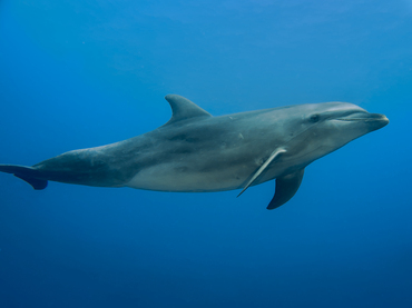 Bottlenose Dolphin - Tursiops truncatus - Rangiroa, French Polynesia