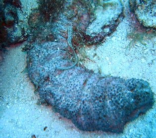 Donkey Dung Sea Cucumber - Holothuria mexicana - Bimini, Bahamas