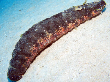 Donkey Dung Sea Cucumber - Holothuria mexicana - Grand Cayman