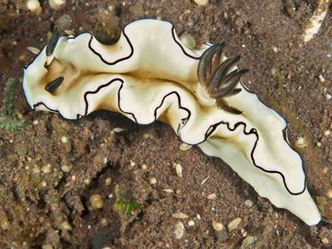 Dark Margin Glossodoris - Doriprismatica atromarginata - Bali, Indonesia