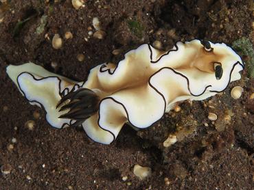 Dark Margin Glossodoris - Doriprismatica atromarginata - Bali, Indonesia