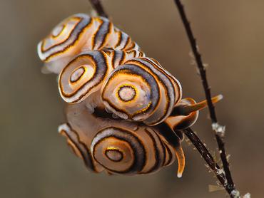 Donut Nudibranch - Doto greenamyeri - Bali, Indonesia