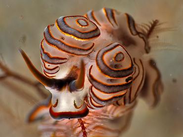 Donut Nudibranch - Doto greenamyeri - Bali, Indonesia