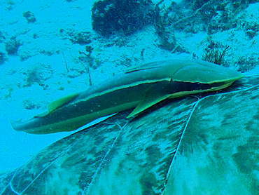Whitefin Sharksucker - Echeneis neucratoides - Cozumel, Mexico