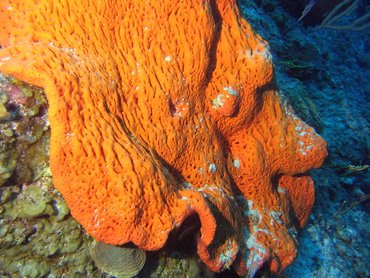 Orange Elephant Ear Sponge - Agelas clathrodes - Turks and Caicos