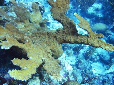 Elkhorn Coral - Acropora palmata - Grand Cayman