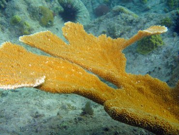 Elkhorn Coral - Acropora palmata - St John, USVI