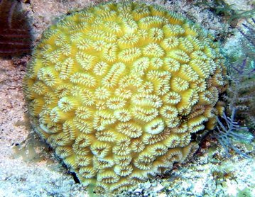 Elliptical Star Coral - Dichocoenia stokesi - Key Largo, Florida