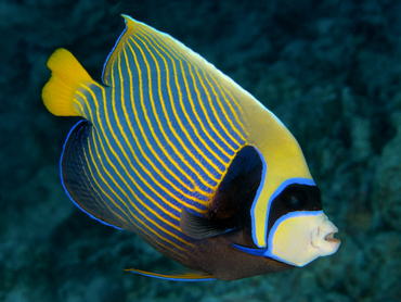Emperor Angelfish - Pomacanthus imperator - Rangiroa, French Polynesia