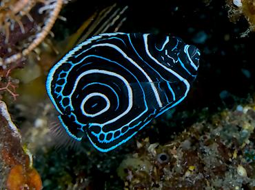 Emperor Angelfish - Pomacanthus imperator - Bali, Indonesia