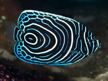 Emperor Angelfish - Pomacanthus imperator - Bali, Indonesia