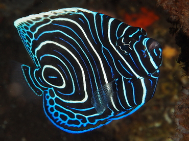 Emperor Angelfish - Pomacanthus imperator - Bali, Indonesia