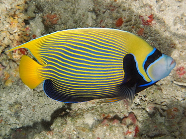Emperor Angelfish - Pomacanthus imperator - Palau