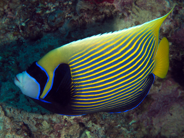 Emperor Angelfish - Pomacanthus imperator - Great Barrier Reef, Australia