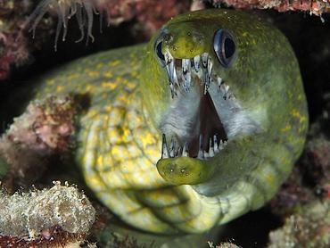 Dark-spotted Moray - Enchelycore kamara - Komodo, Indonesia