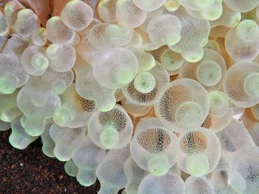 Bulb-Tentacle Sea Anemone - Entacmaea quadricolor - Bali, Indonesia