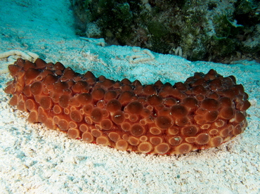 Conical Sea Cucumber - Eostichopus arnesoni - Eleuthera, Bahamas