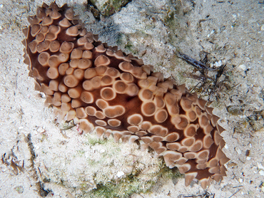 Conical Sea Cucumber - Eostichopus arnesoni - Turks and Caicos