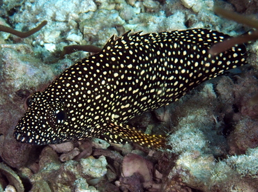 Specklefin Grouper - Epinephelus ongus - Anilao, Philippines