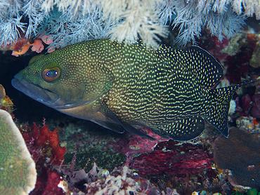 Specklefin Grouper - Epinephelus ongus - Komodo, Indonesia