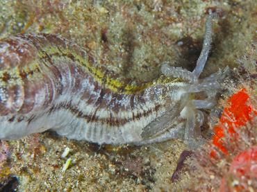 Beaded Sea Cucumber - Euapta lappa - British Virgin Islands