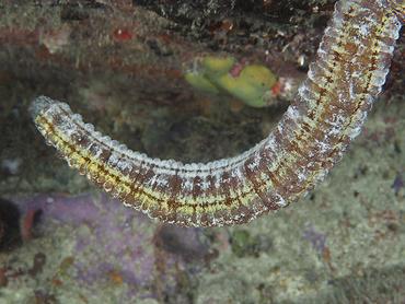 Beaded Sea Cucumber - Euapta lappa - British Virgin Islands