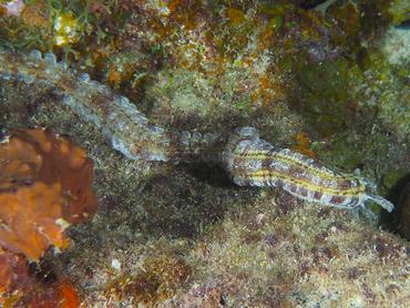 Beaded Sea Cucumber - Euapta lappa - British Virgin Islands